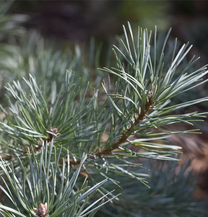Wald-Kiefer 'Glauca'