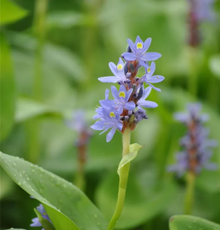 Herzblättriges Hechtkraut