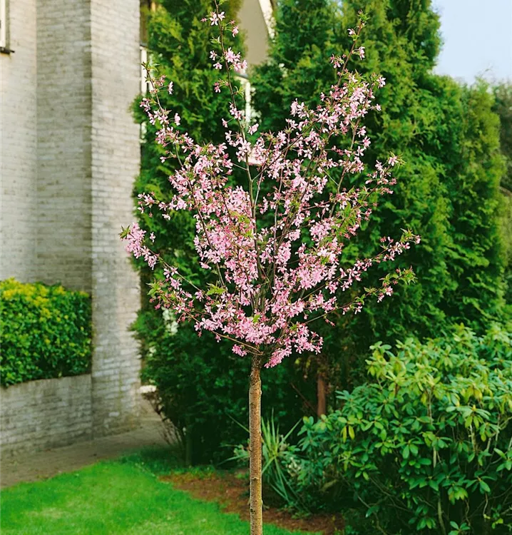 Kurilen-Kirsche 'Ruby', Stamm