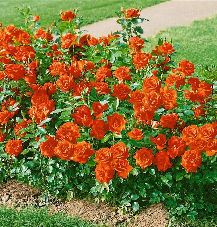 Beetrose 'Remembrance'