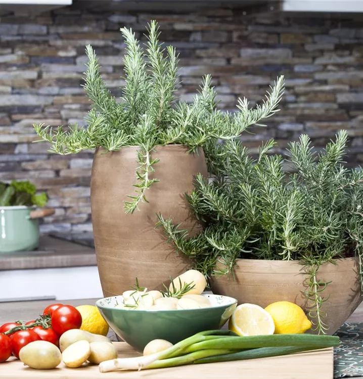 Mattenförmiger Garten-Rosmarin